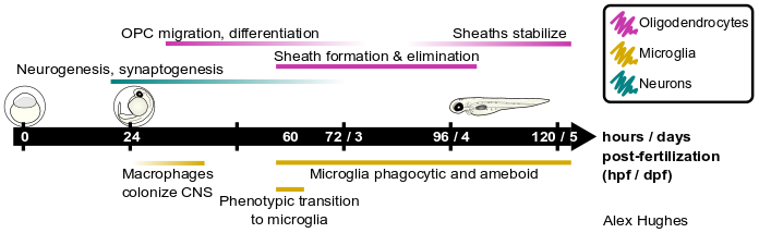 Timeline of glial and neuronal development in zebrafish.